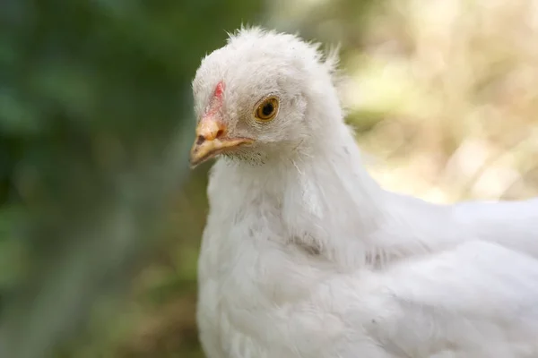 Close Young White Chick Baby Poland Chick — Stock Fotó