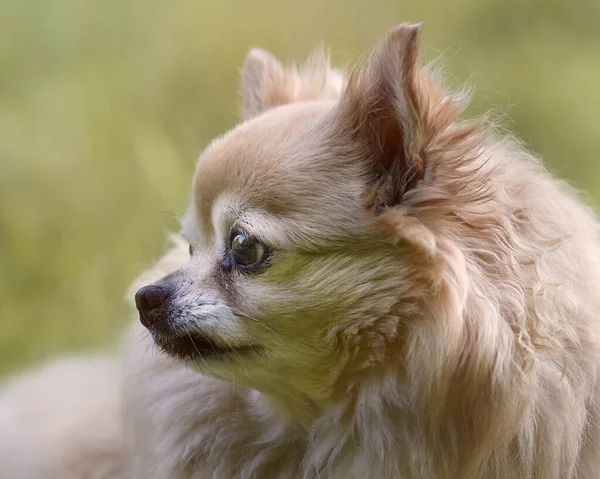 Zbliżenie Kobiety Brązowe Długowłosy Chihuahua — Zdjęcie stockowe