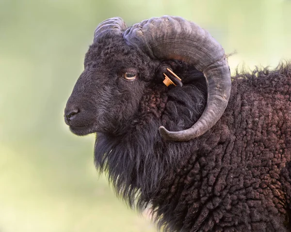 Kahverengi erkek portresi.