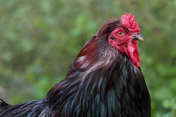 Close Red Dark Rooster — Stock Photo, Image