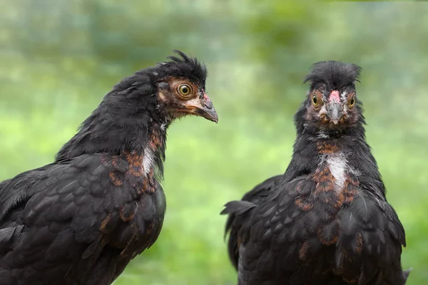 Polonya 'nın iki siyah pilici, izole edilmiş tavuk portresi