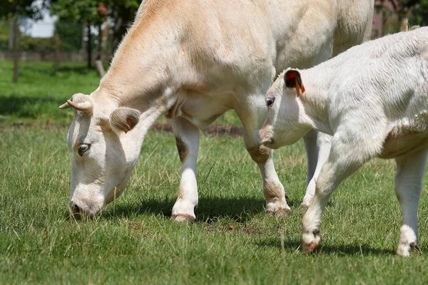 Vaca Branca Seu Bezerro Pastando Prado — Fotografia de Stock