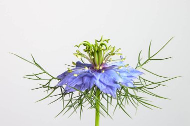 Nigella Damascena Aşk sisli çalılıklarda Şeytan beyaz arka planda izole