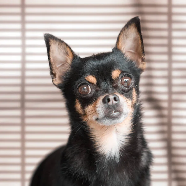 Siyah Chihuahua Nın Stüdyo Portresi — Stok fotoğraf