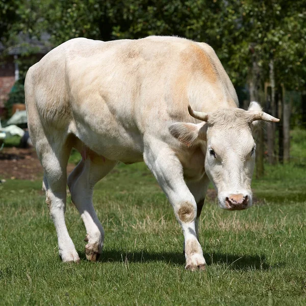 Vache Blanche Courant Dans Prairie — Photo