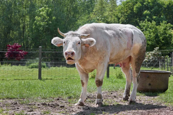 Vache Blanche Gémissant Dans Prairie — Photo
