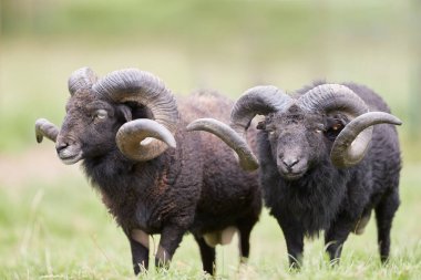 Büyük boynuzlu iki siyah erkek koyun.