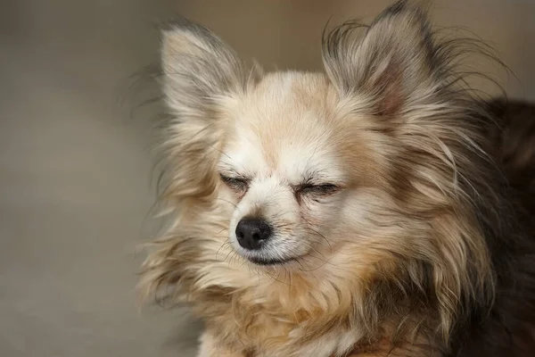 Retrato Chihuahua Cabelos Longos Olhos Fechados — Fotografia de Stock