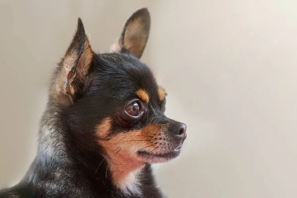 Kısa Saçlı Siyah Chihuahua Kapat — Stok fotoğraf