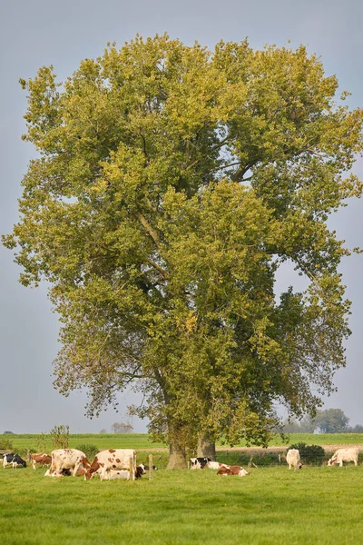 Сільська Сцена Деревом Коровами Лузі Фламандський Арденн Бельгія — стокове фото
