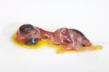 Beyaz arka planda izole edilmiş tavuk embriyosu