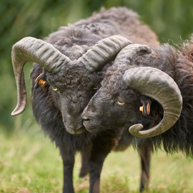 Siyah erkek portresi, boynuzlu koyunlardan daha uzun.