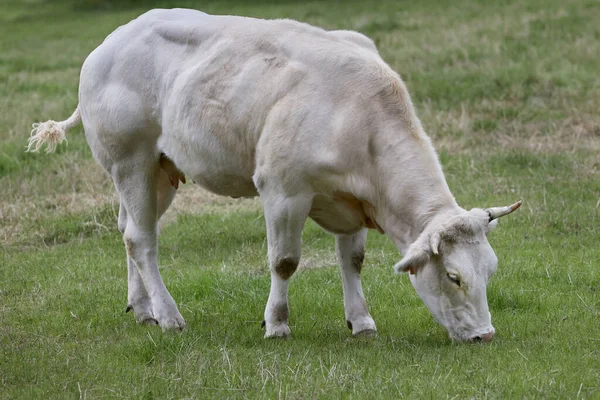 Vaca Blanca Pastando Prado — Foto de Stock