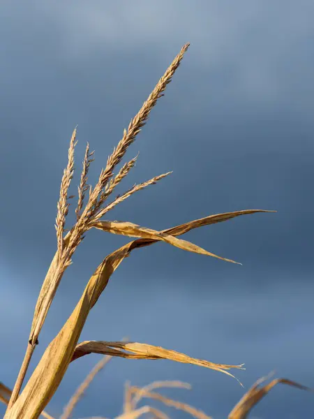 Getrockneter Mais Halm Isoliert Vor Dunkelblauem Himmel — Stockfoto