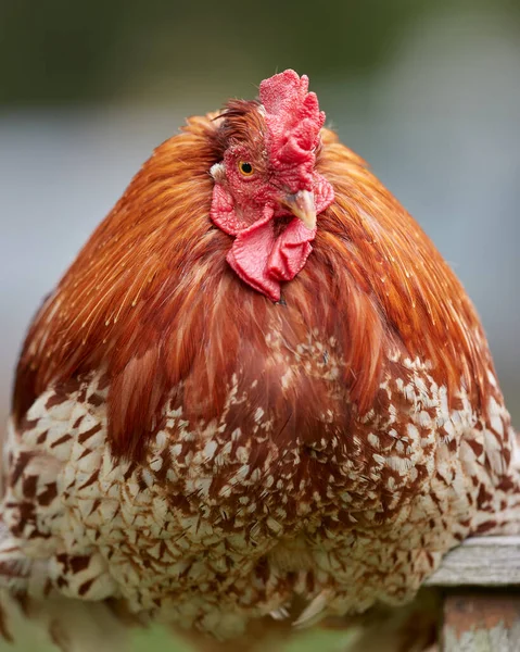 Close Portrait Red Brown Rooster — Stock Photo, Image