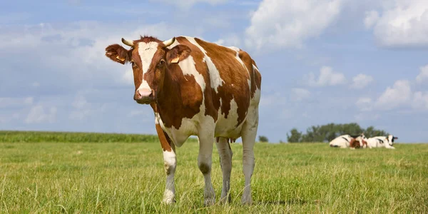 Vache Blanche Brune Dans Prairie — Photo