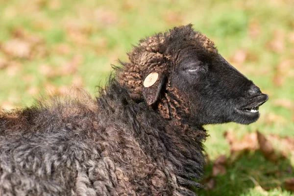 Head shot of brown female ouessant sheep