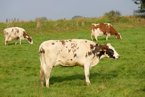 Vacas Prado Ardenas Flamencas Bélgica Flandes — Foto de Stock