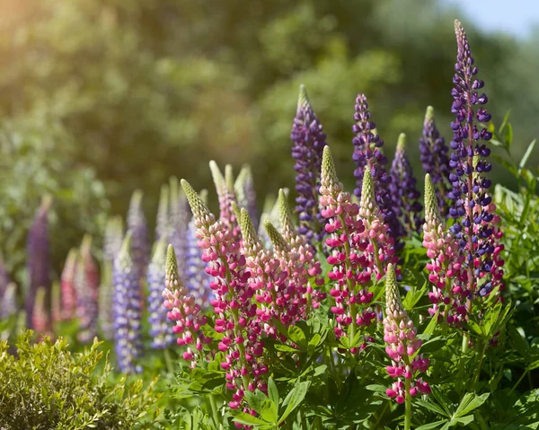 Lupin Virágok Mezeje Kertben — Stock Fotó