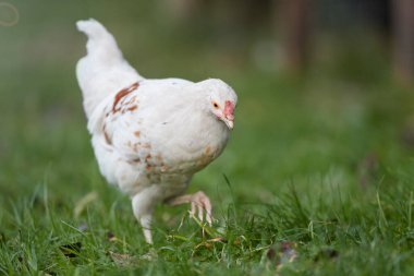 Siyah Polonya 'nın genç beyaz horozu.