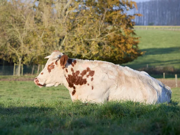 Vaca Blanca Marrón Tendida Hierba — Foto de Stock