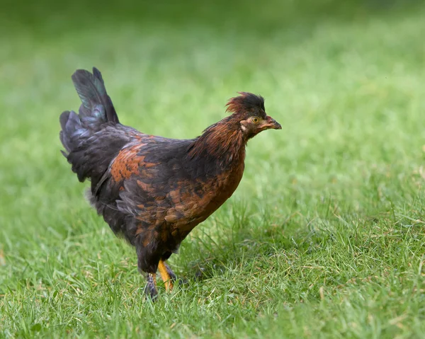 Young Rooster Black Poland Chick Free Range Garden —  Fotos de Stock