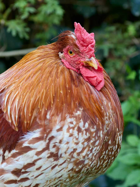 Portré Egy Piros Kakas Szabad Tartományban Kertben — Stock Fotó