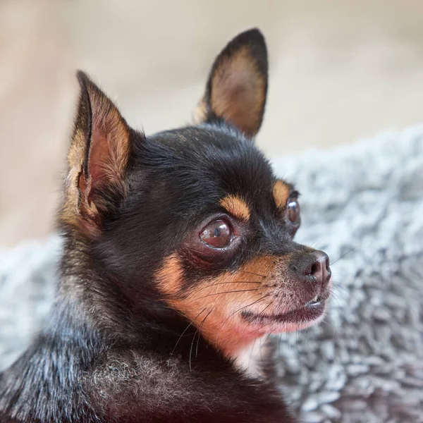 Retrato Cabeça Chihuahua Preto — Fotografia de Stock