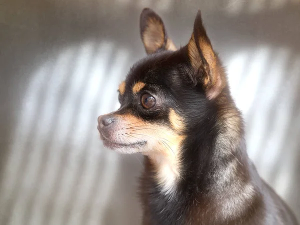 黒Chihuahuaのスタジオポートレート — ストック写真