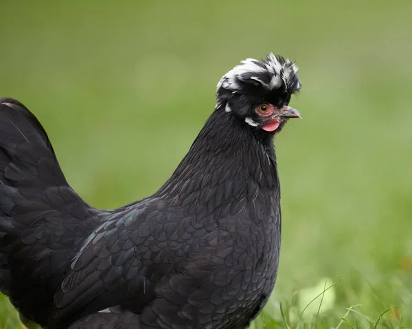 Poland Black Chick Isolated Free Range Garden — Zdjęcie stockowe