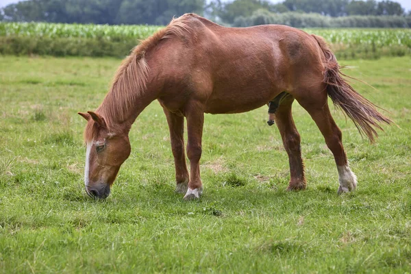 Altes Braunes Pferd Isst Auf Der Weide — Stockfoto