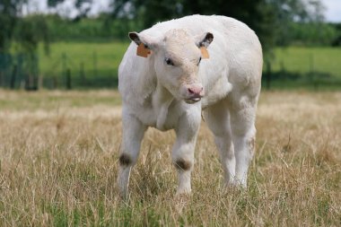 Genç beyaz boğa bozkırda