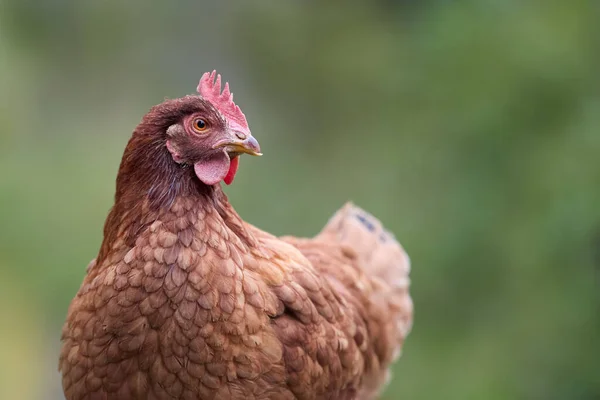 Close Small Brown Sussex Chicken Isolated Green Background — 스톡 사진