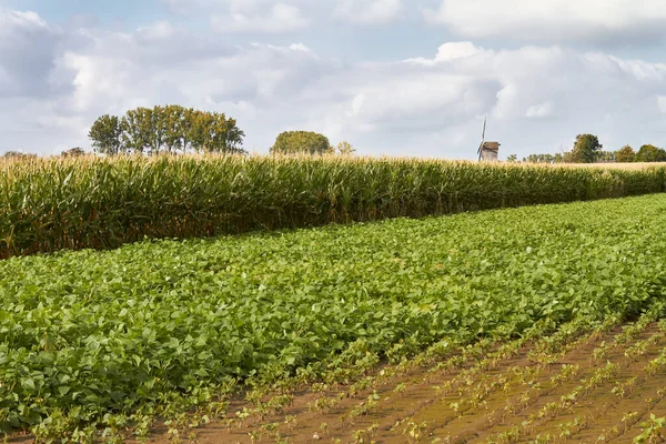 Corn Field Wind Mill Flanders Flemish Ardennes Belgium — Photo