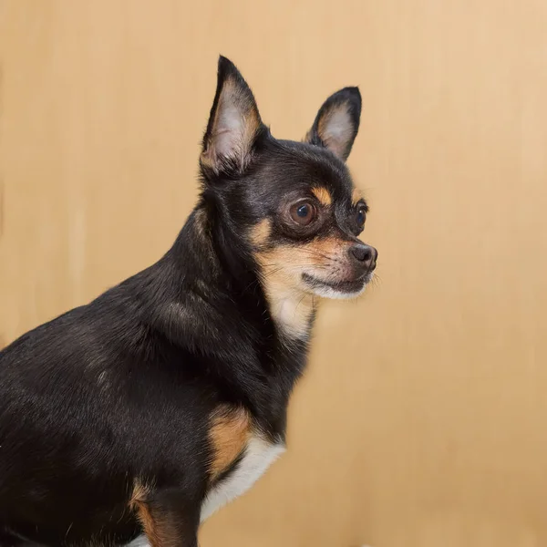 Black Short Haired Chihuahua Isolated Studio — Stok fotoğraf