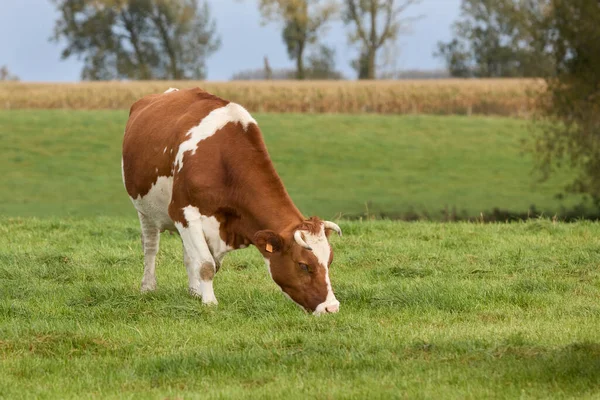 Brown White Cow Grazing Meadow — Photo