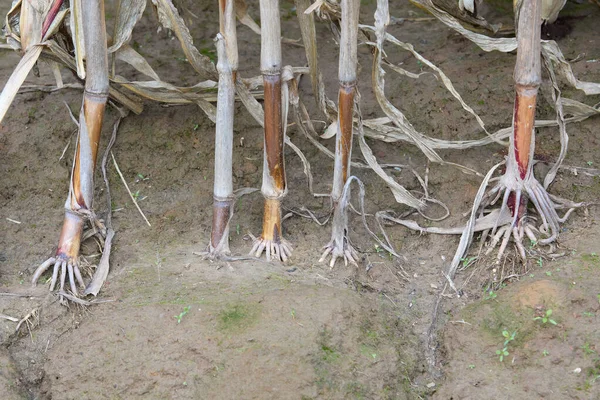 Roots Full Grown Corn Ground — Photo