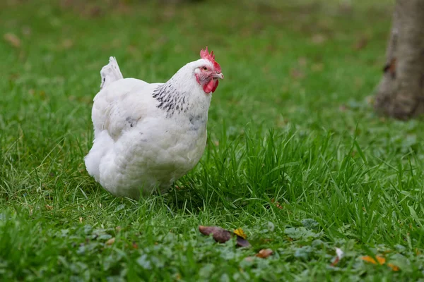 White Sussex Chicken Free Range Garden Grass — Stock Fotó