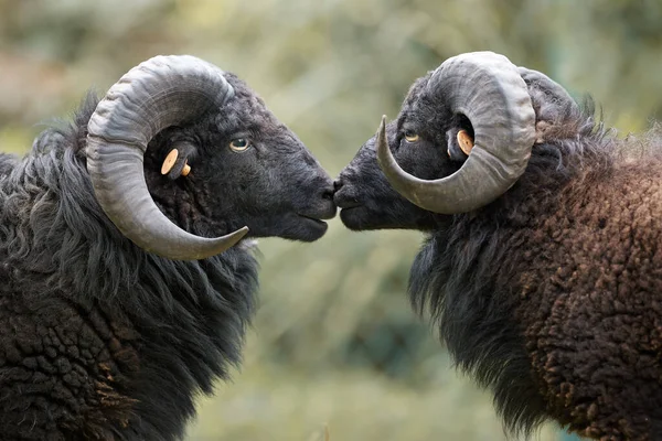 Two black male ouessant sheep touching
