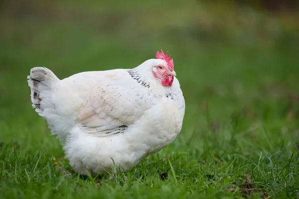 White Chicken Isolated Grass — Stok fotoğraf