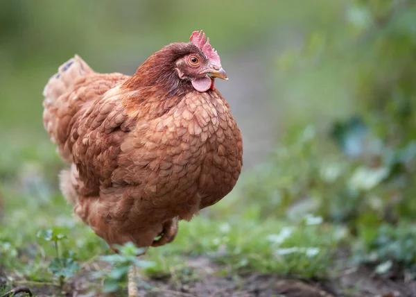 Brown Red Sussex Chicken Free Range Garden — Stock Photo, Image