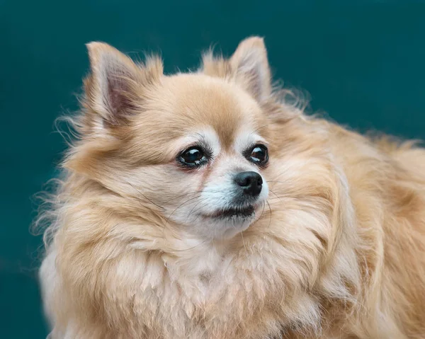 Close Retrato Chihuahua — Fotografia de Stock