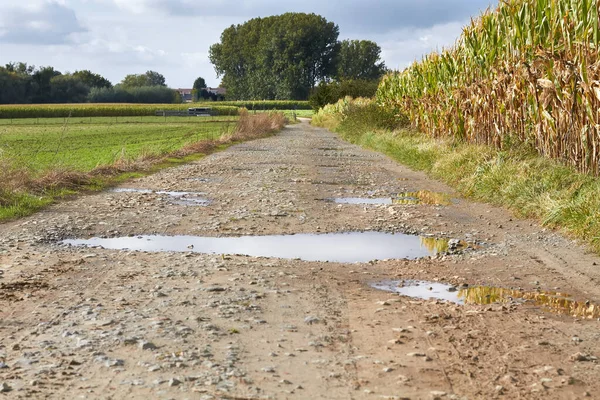 Country Road Puddles Flanders Flemish Ardennes — Photo