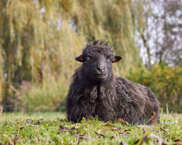Чёрная Овца Овечка — стоковое фото