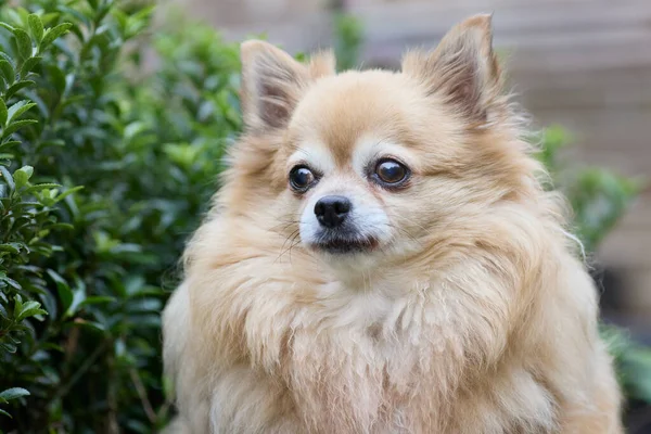 Head Shot Cute Brown Chihuahua —  Fotos de Stock