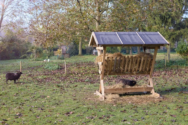 Hay Rack Hay Sheep Garden — Foto Stock