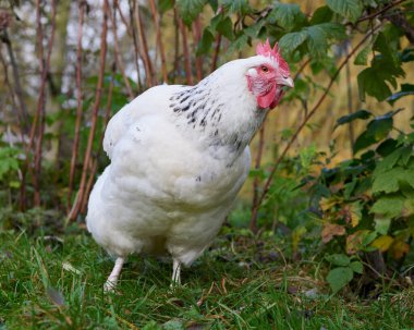 Bahçede beyaz Sussex tavuğu