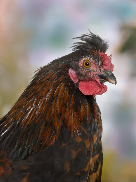 Close up of young rooster of Poland chicken