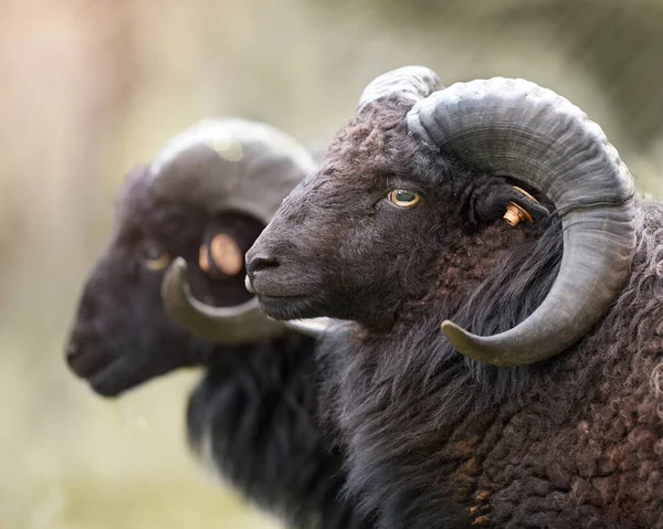 Two Black Male Ouessant Sheep Portrait — Stockfoto