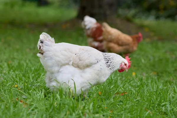White Brown Sussex Chicken Free Range Garden — Stock Fotó